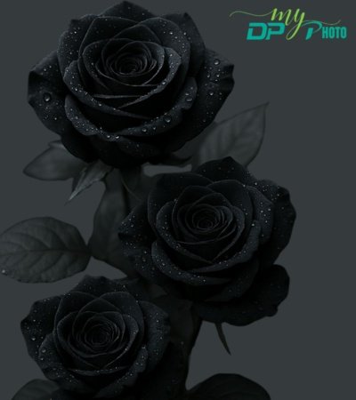 black dp