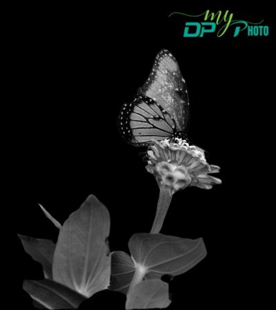 black dp