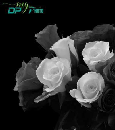 black dp