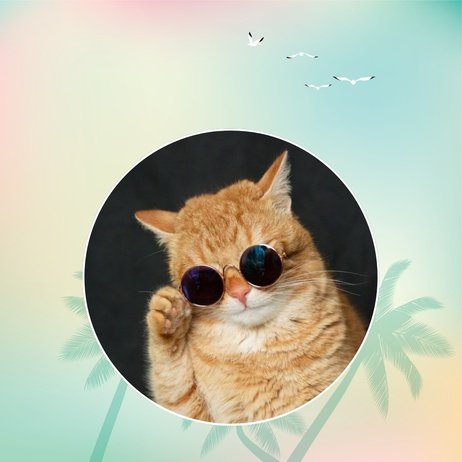WhatsApp DP
